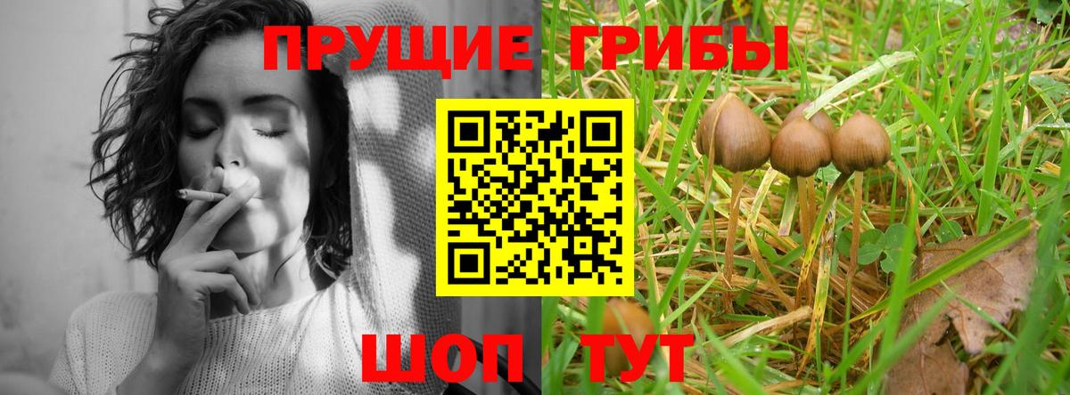 Галлюциногенные грибы Psilocybe Жигулёвск
